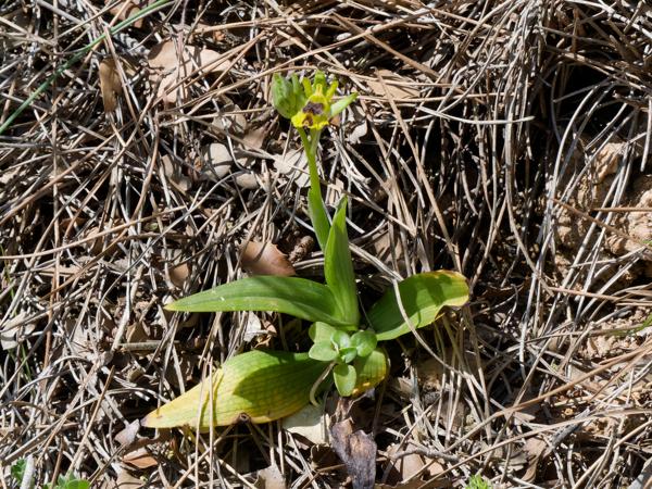 <h3><a href="/trips/kreta/biota/plantae/tracheophyta/liliopsida/asparagales/orchidaceae/ophrys lutea/ophrys lutea-nl.html">Ophrys&nbsp;lutea</a> /  / </h3>OM-1 Mark II met OLYMPUS M.150-400mm F4.5, 1/1600 sec  bij F11.0, ISO 2000, afstand 2.63&nbsp;m